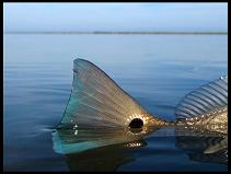 Mosquito Lagoon Redfish Charters